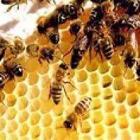 تحقیق شرح الگوریتم کلونی مورچه و زنبورعسل